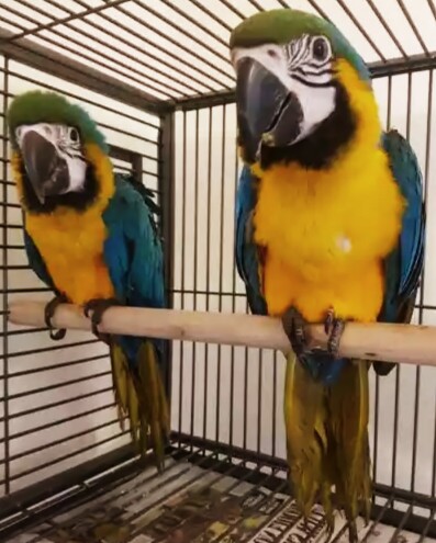 Blue macaw parrots for adoption