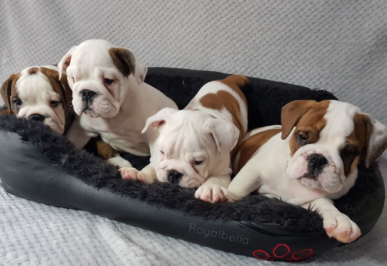 Gorgeous bulldog puppies for Adoption