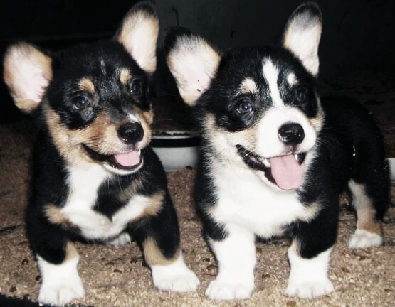 Cardigan welsh corgi puppies for adoption