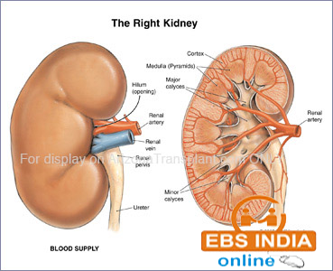 O ve, A ve and B ve kidney donors needed