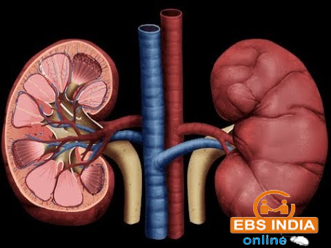 Donate your kidney legally for the sum of $450,000 USD